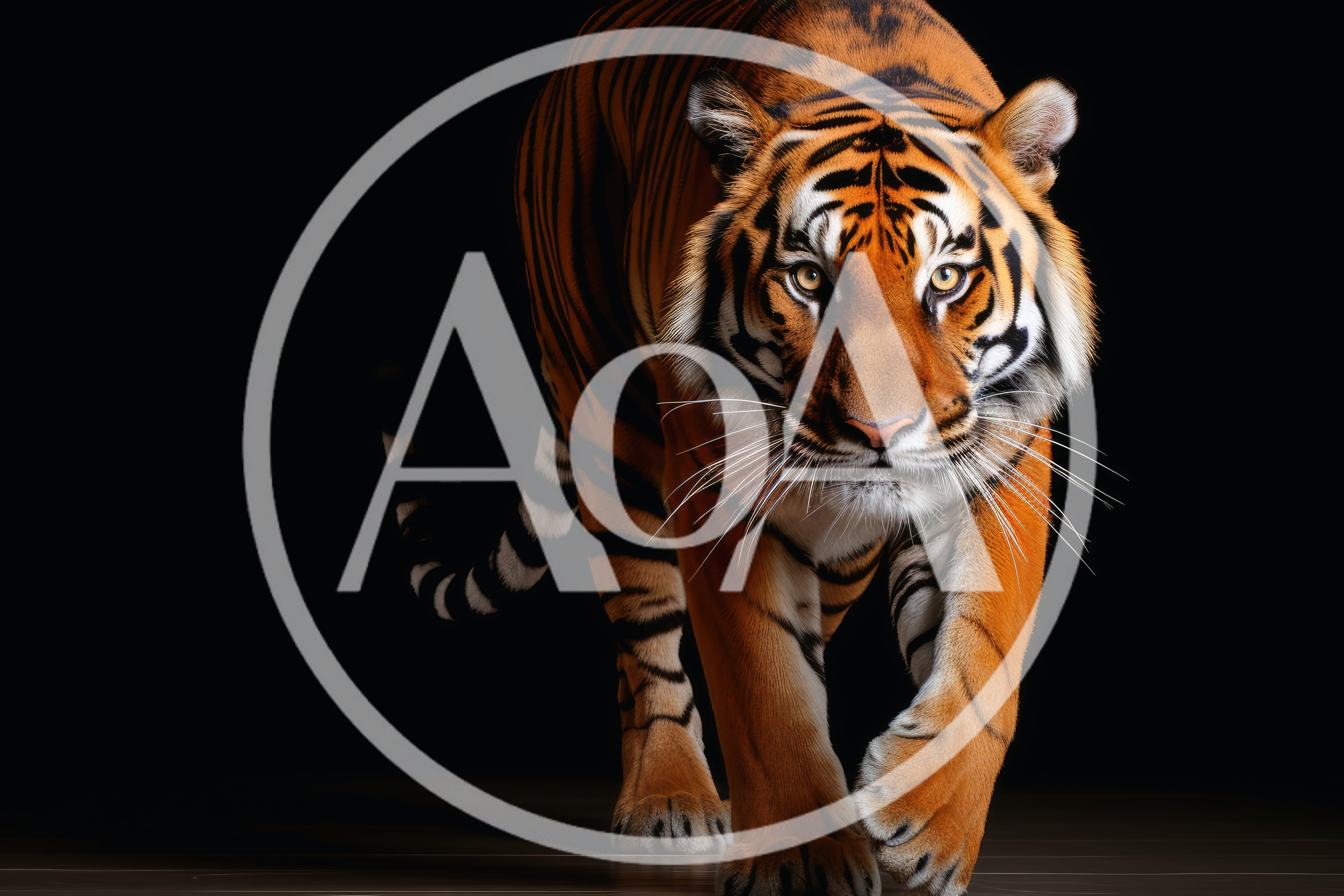 Majestic Tiger Walking Forward Against Black Background