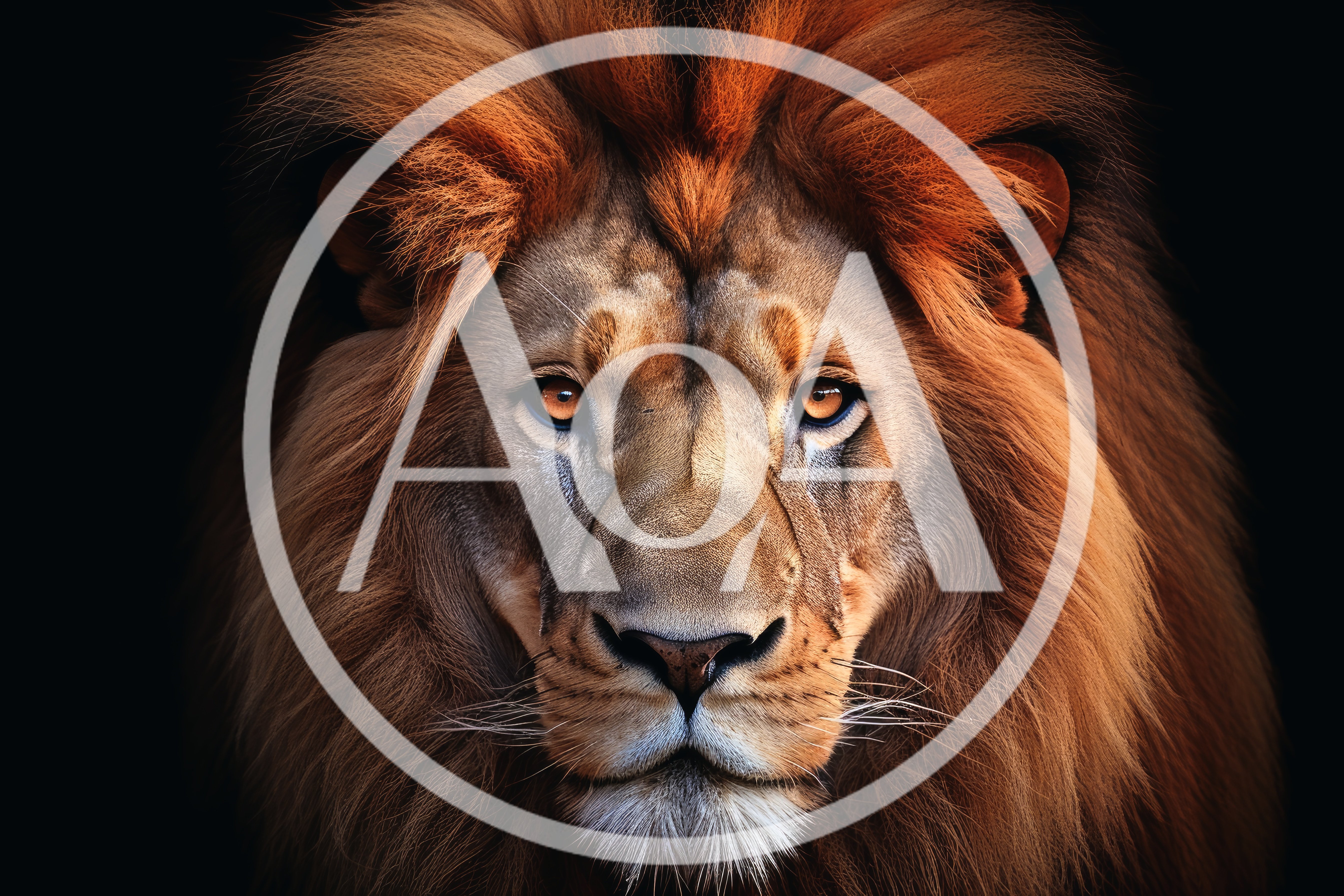 Majestic Male Lion Portrait With Intense Gaze