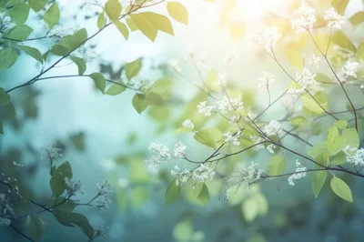 Spring Blossoms On Tree Branches In Soft Sunlight