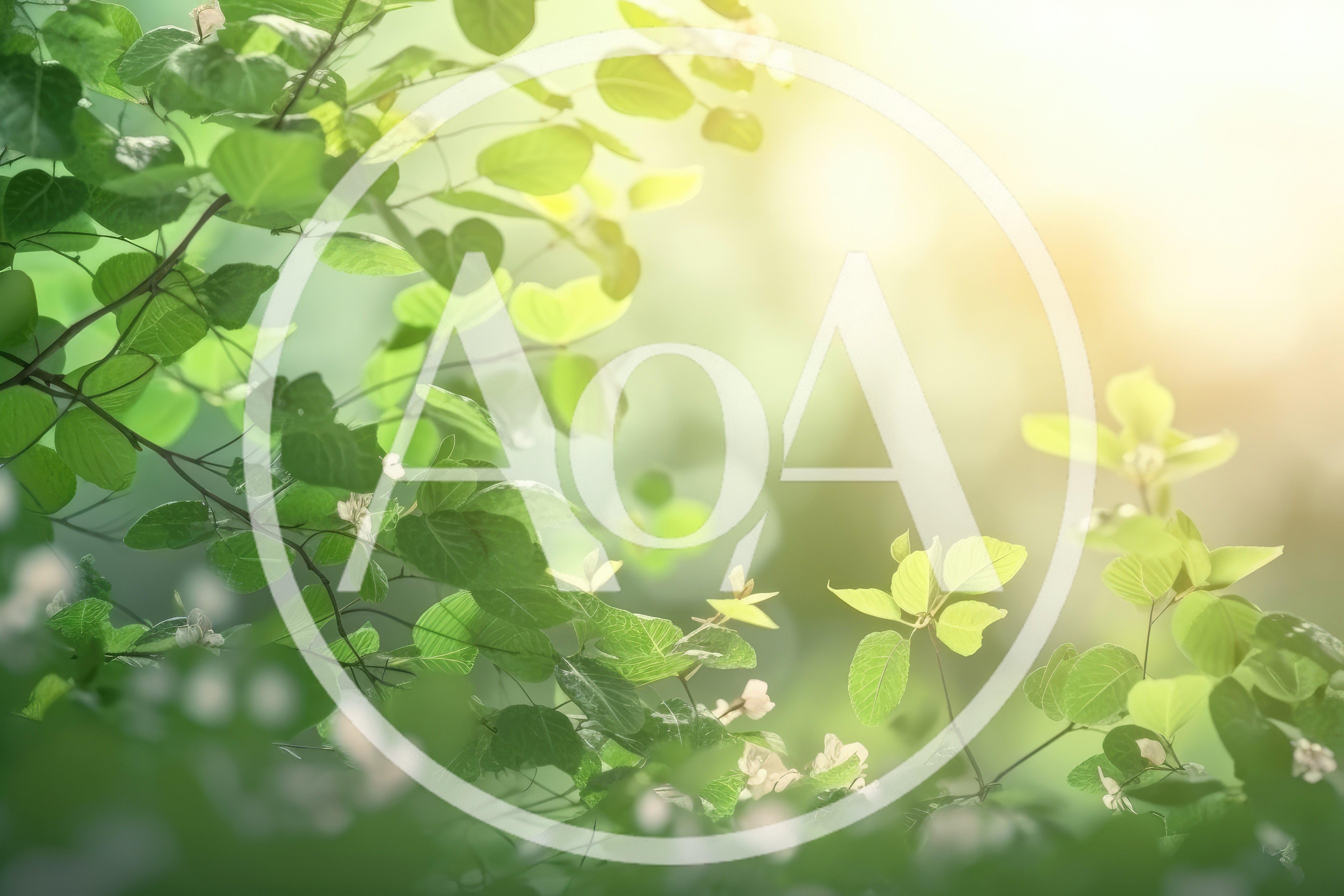 Sunlit Green Leaves In A Lush Forest