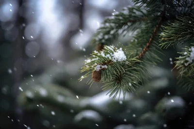 Snow Falling On A Pine Branch With Cone
