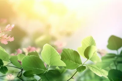 Fresh Green Leaves Against Soft Blurred Spring Background