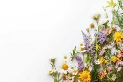 Assorted Wildflowers Arranged On A White Background