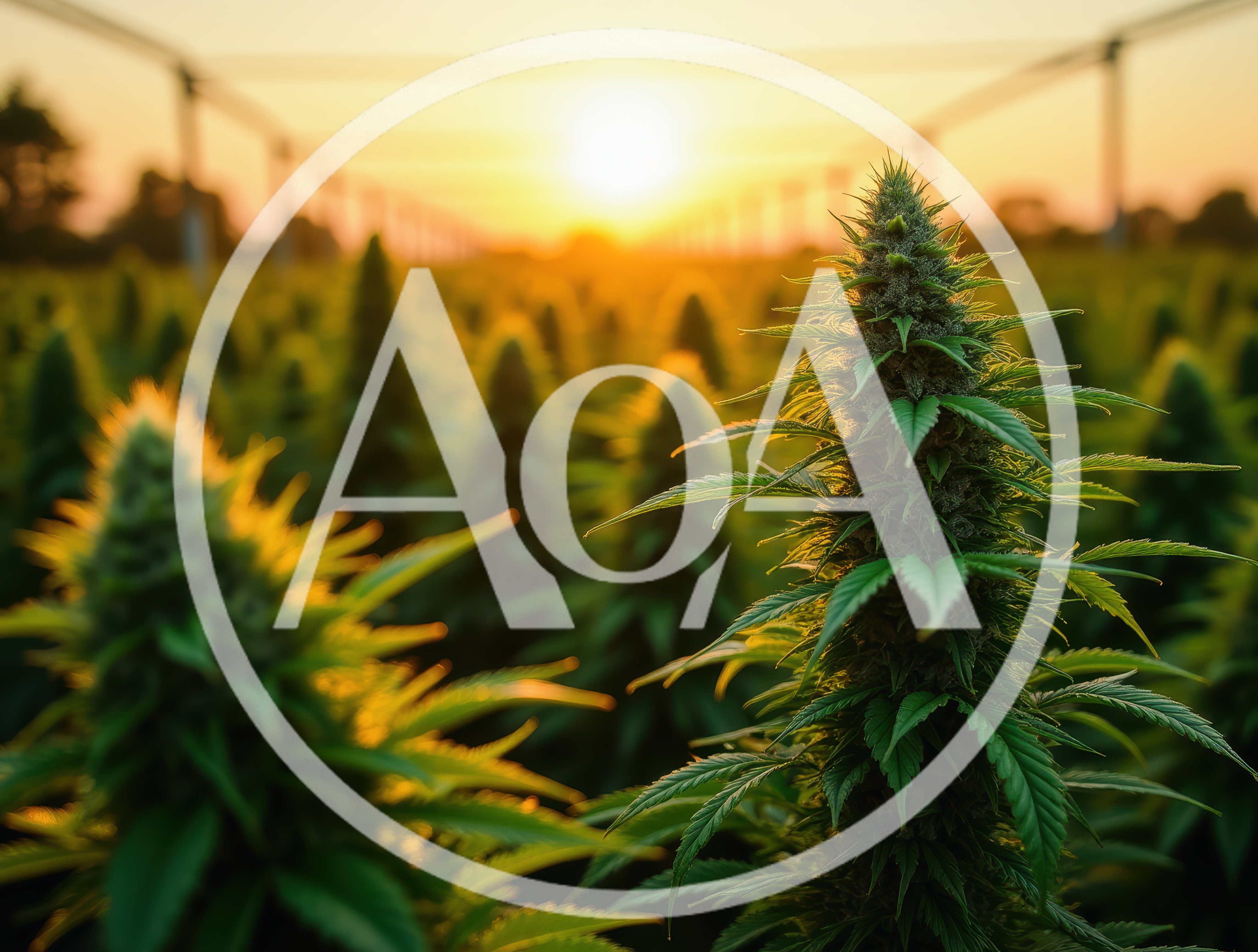 Cannabis Plants Growing In A Large Outdoor Field