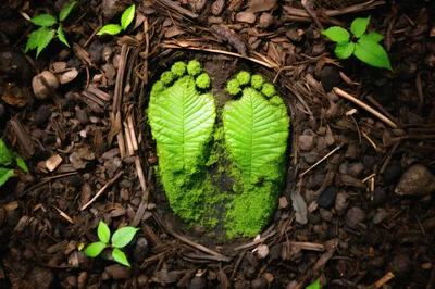 Baby Footprints Formed By Green Leaves And Moss