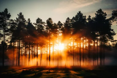 Golden Sunbeams Piercing Through Misty Pine Forest