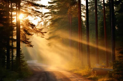 Golden Sunbeams Piercing Through Misty Forest Road