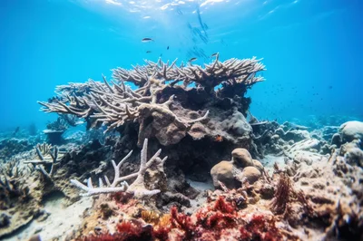 Staghorn Coral Reef Underwater Scene
