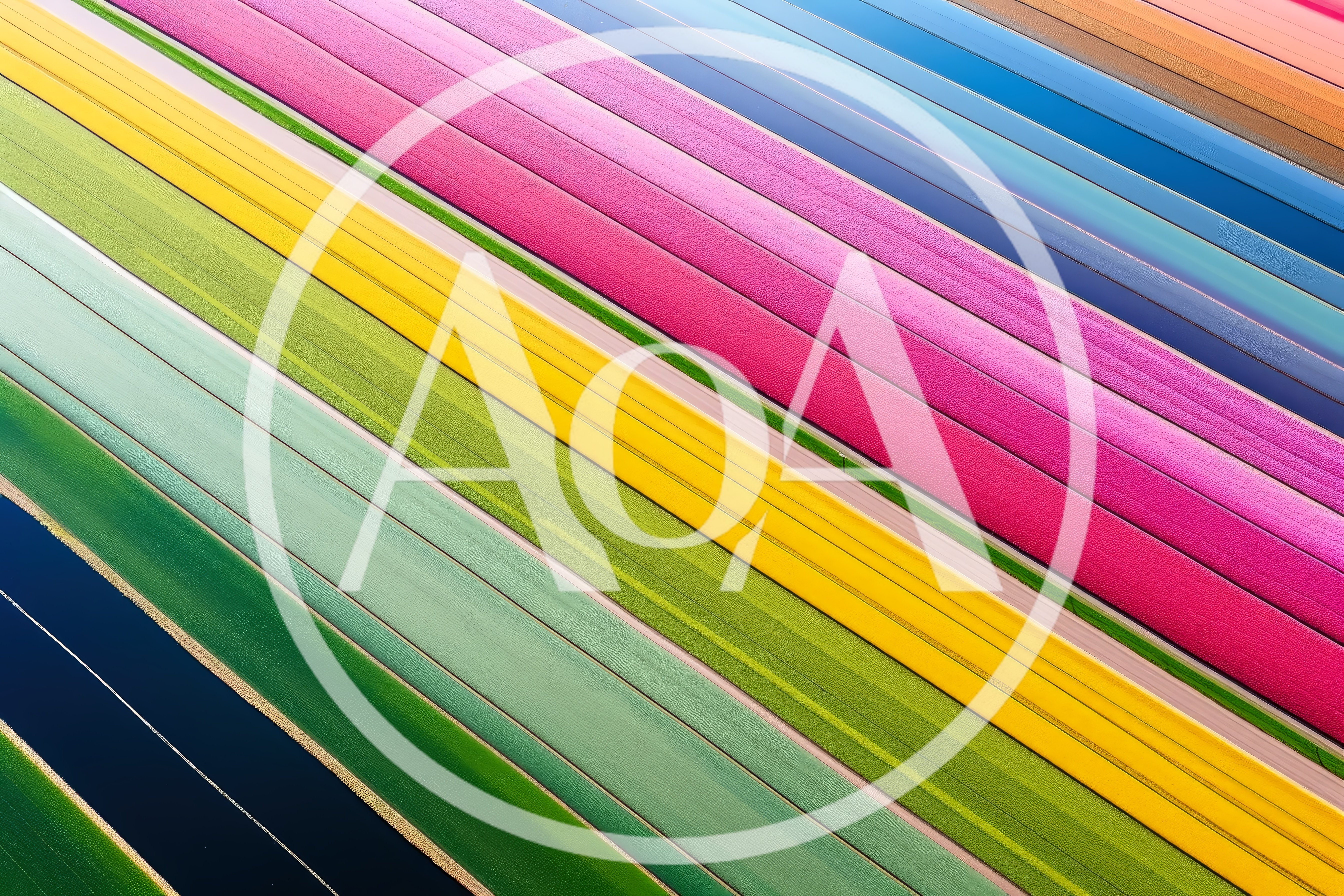 Aerial View Of Vibrant Colorful Tulip Fields
