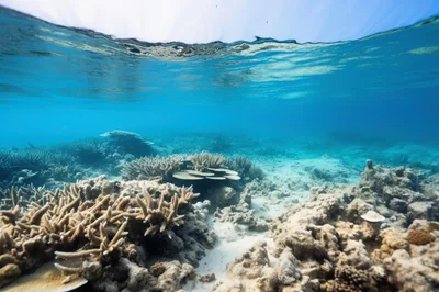 Underwater View Of A Vibrant Coral Reef