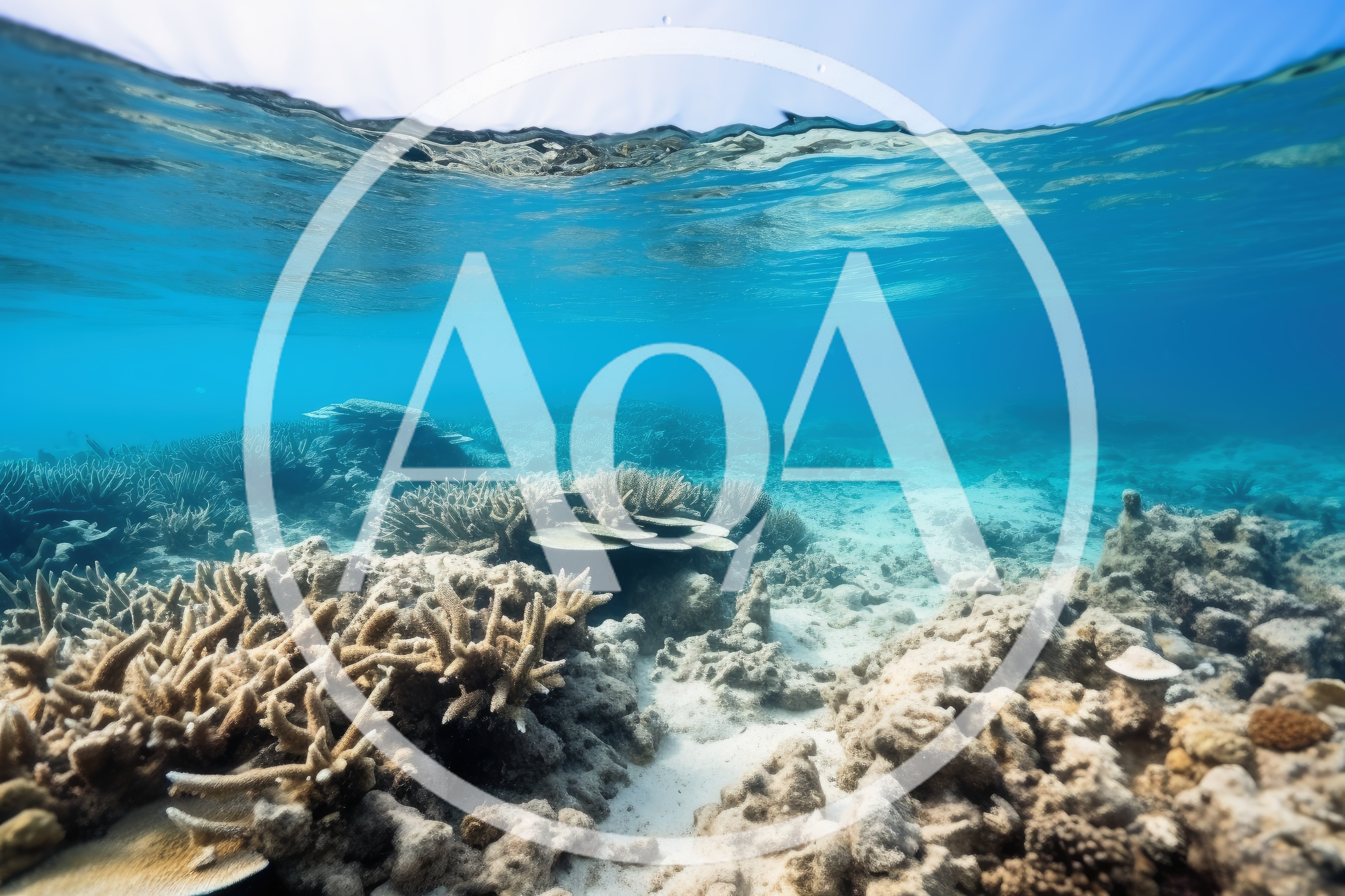 Underwater View Of A Vibrant Coral Reef