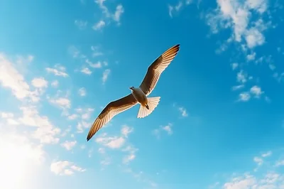 Seagull Soaring Against A Bright Blue Sky