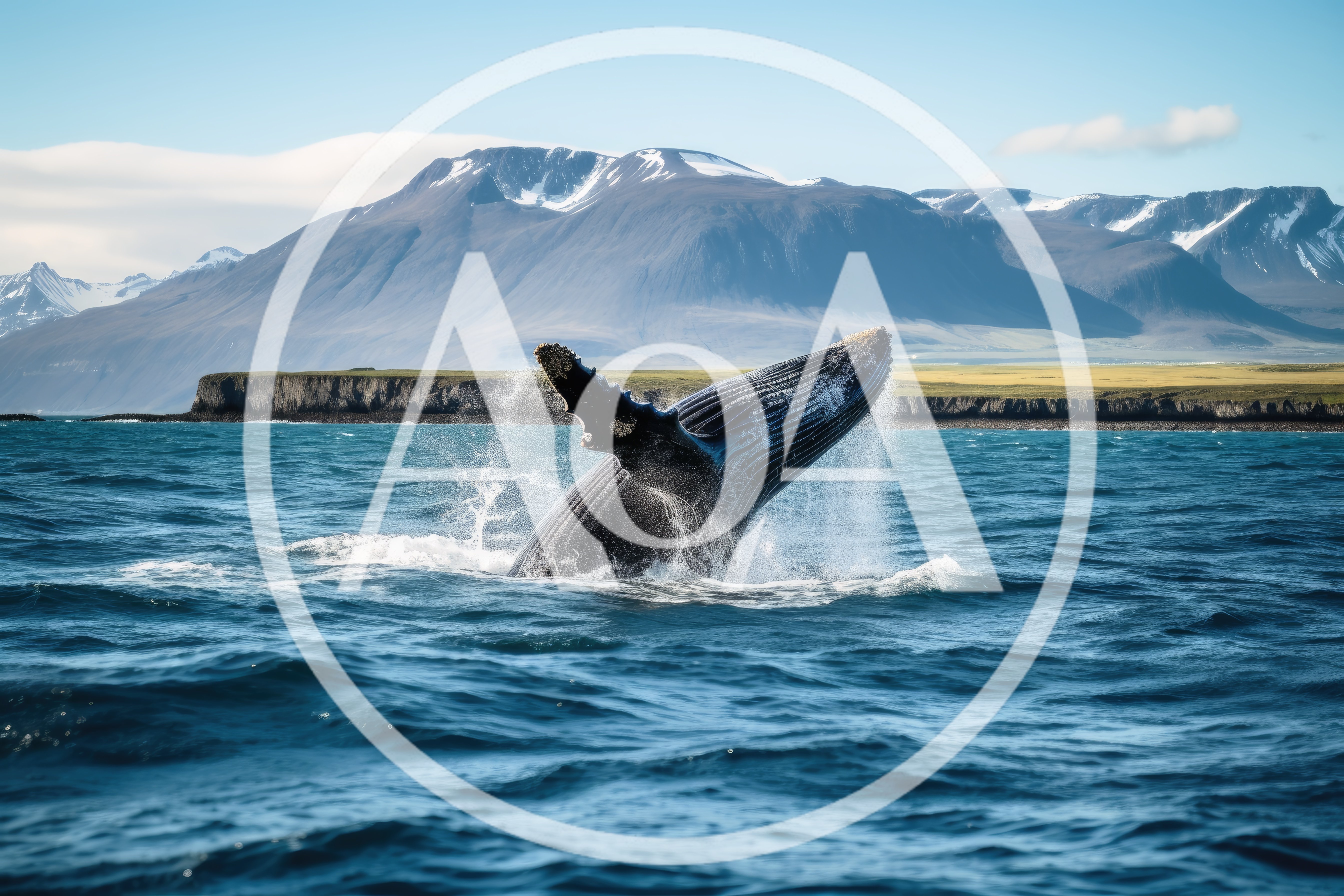 Humpback Whale Breaching in Icelandic Coastal Waters