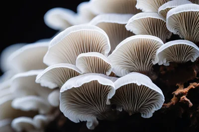 Cluster Of White Oyster Mushrooms Growing On Tree Bark