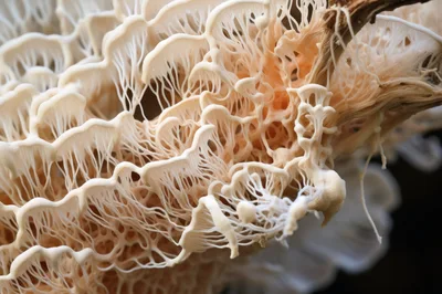 Macro View Of Intricate White Fungi Growth