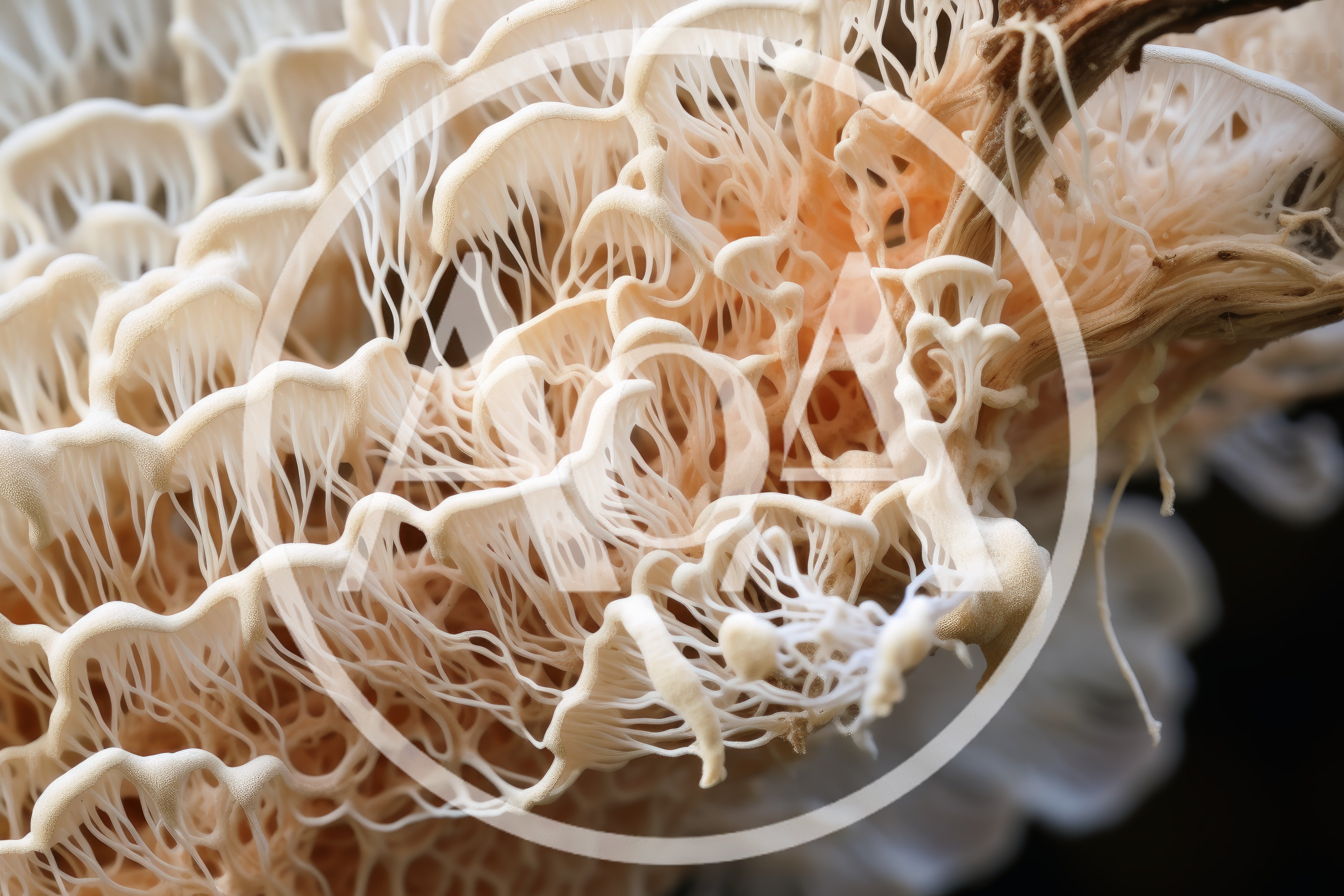 Macro View Of Intricate White Fungi Growth