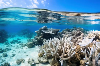 Bleached Coral Reef Underwater Split Level View