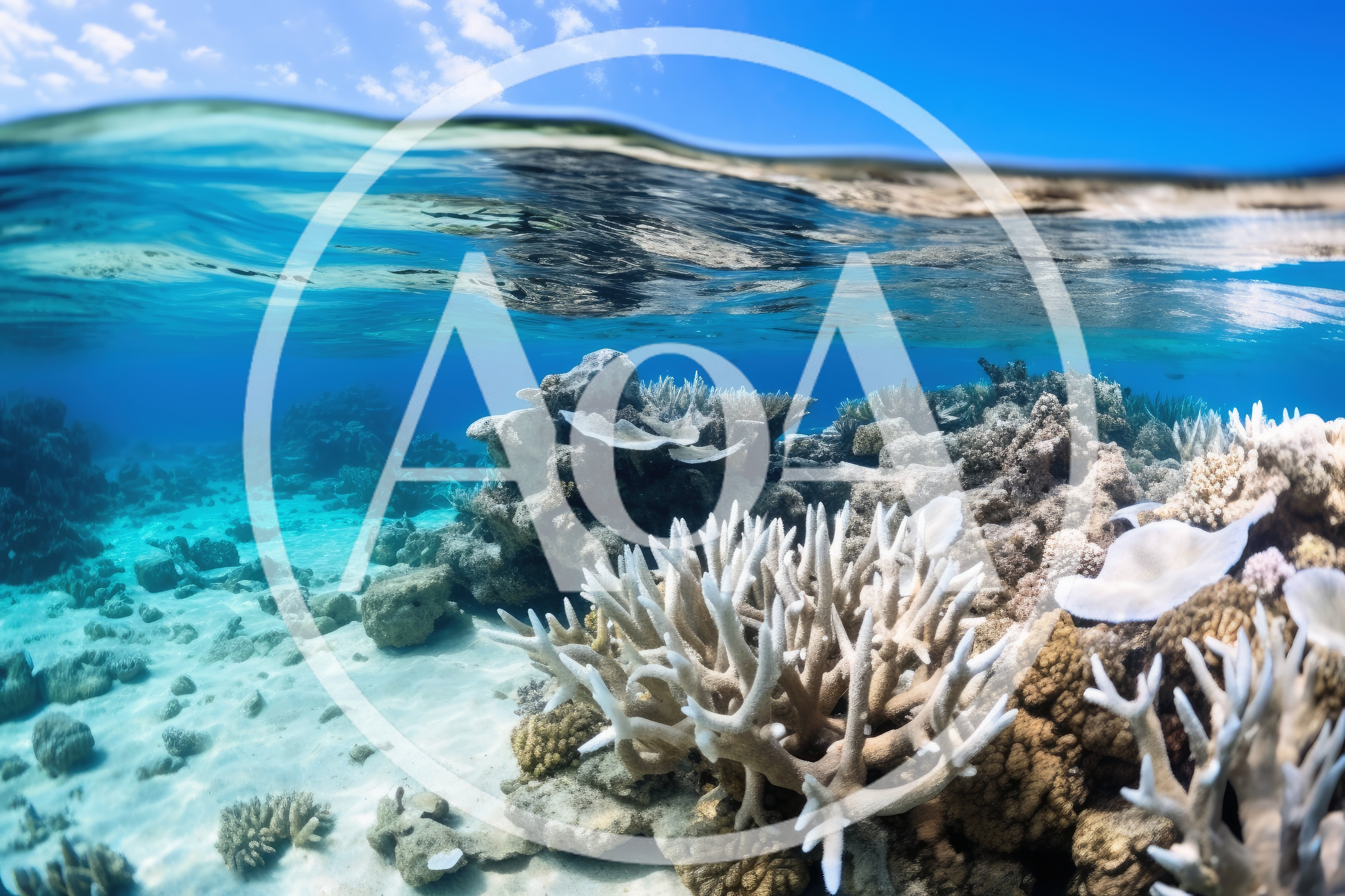 Bleached Coral Reef Underwater Split Level View