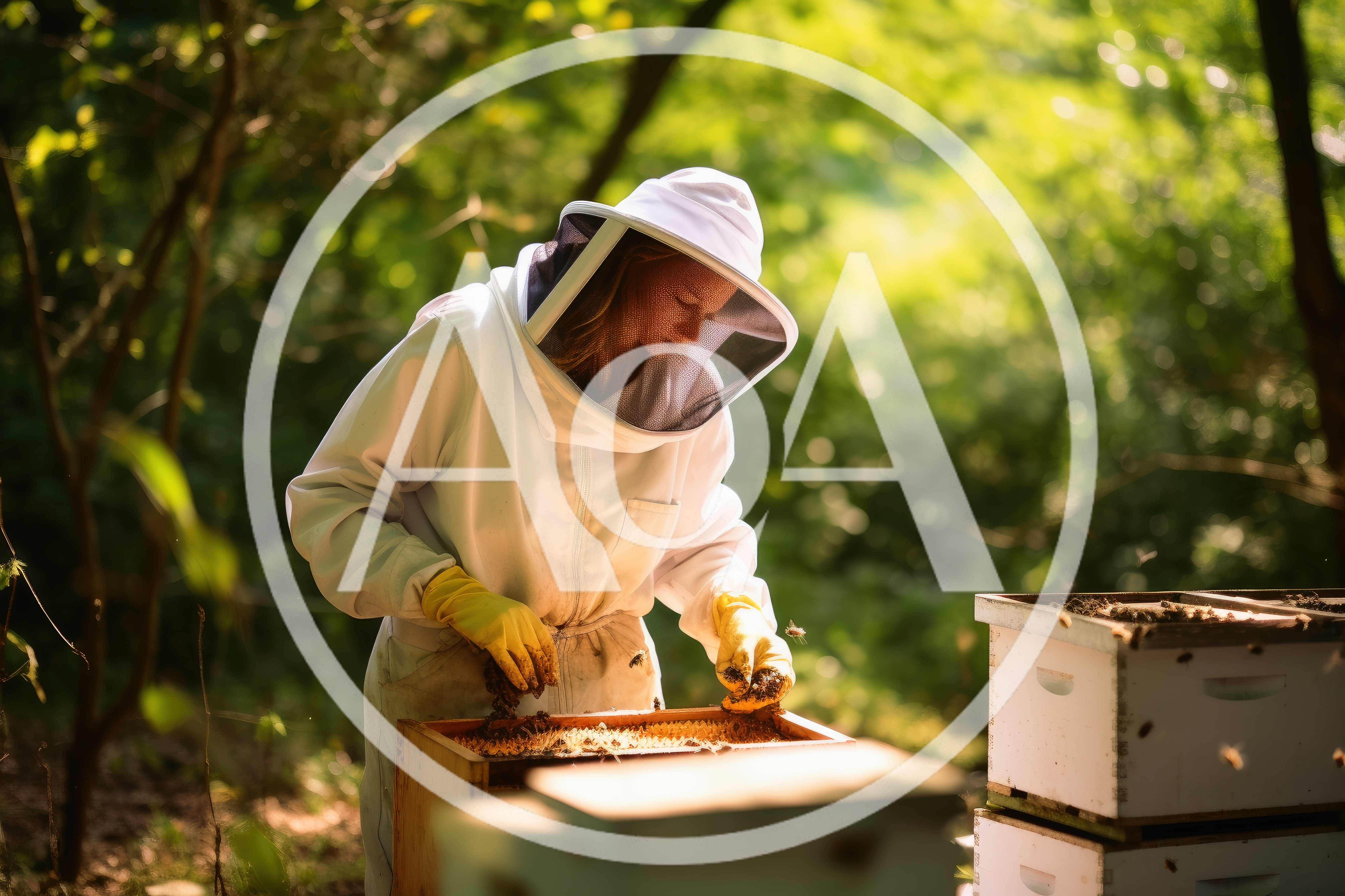 Beekeeper Inspecting Honeycomb Frames In A Forest Apiary