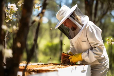 Beekeeper Inspecting Honeycomb Frame In Apiary