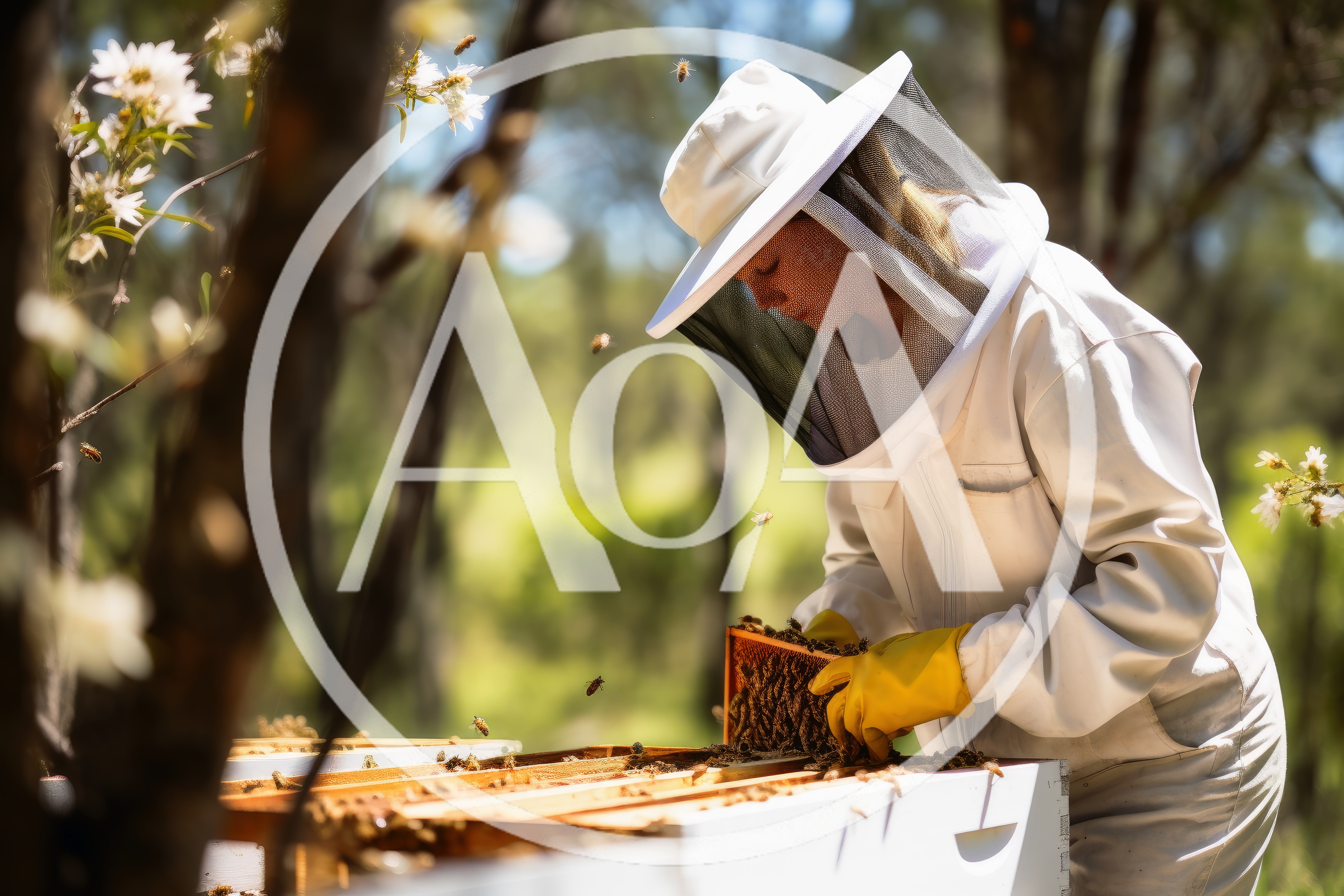 Beekeeper Inspecting Honeycomb Frame In Apiary