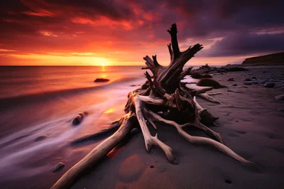 Driftwood Stump On A Beach At Sunset