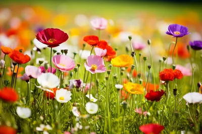 Vibrant Field Of Colorful Wild Poppies In Spring