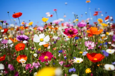 Vibrant Wildflower Meadow Under Clear Blue Sky