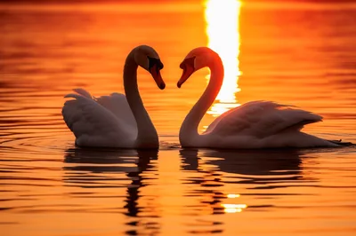 Two Swans Forming A Heart Shape At Sunset