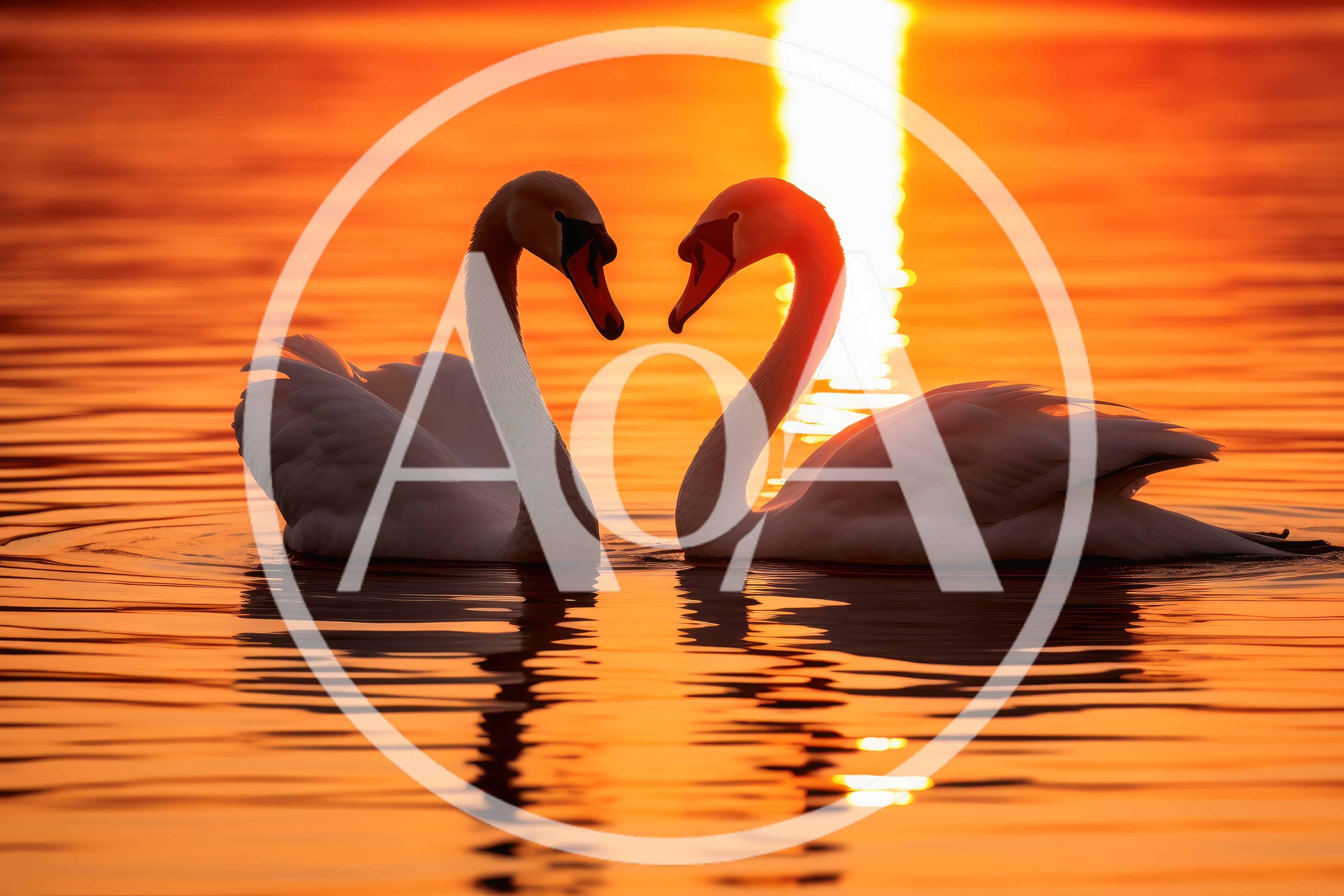 Two Swans Forming A Heart Shape At Sunset