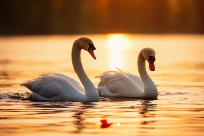 Two Elegant Mute Swans Swimming At Sunset