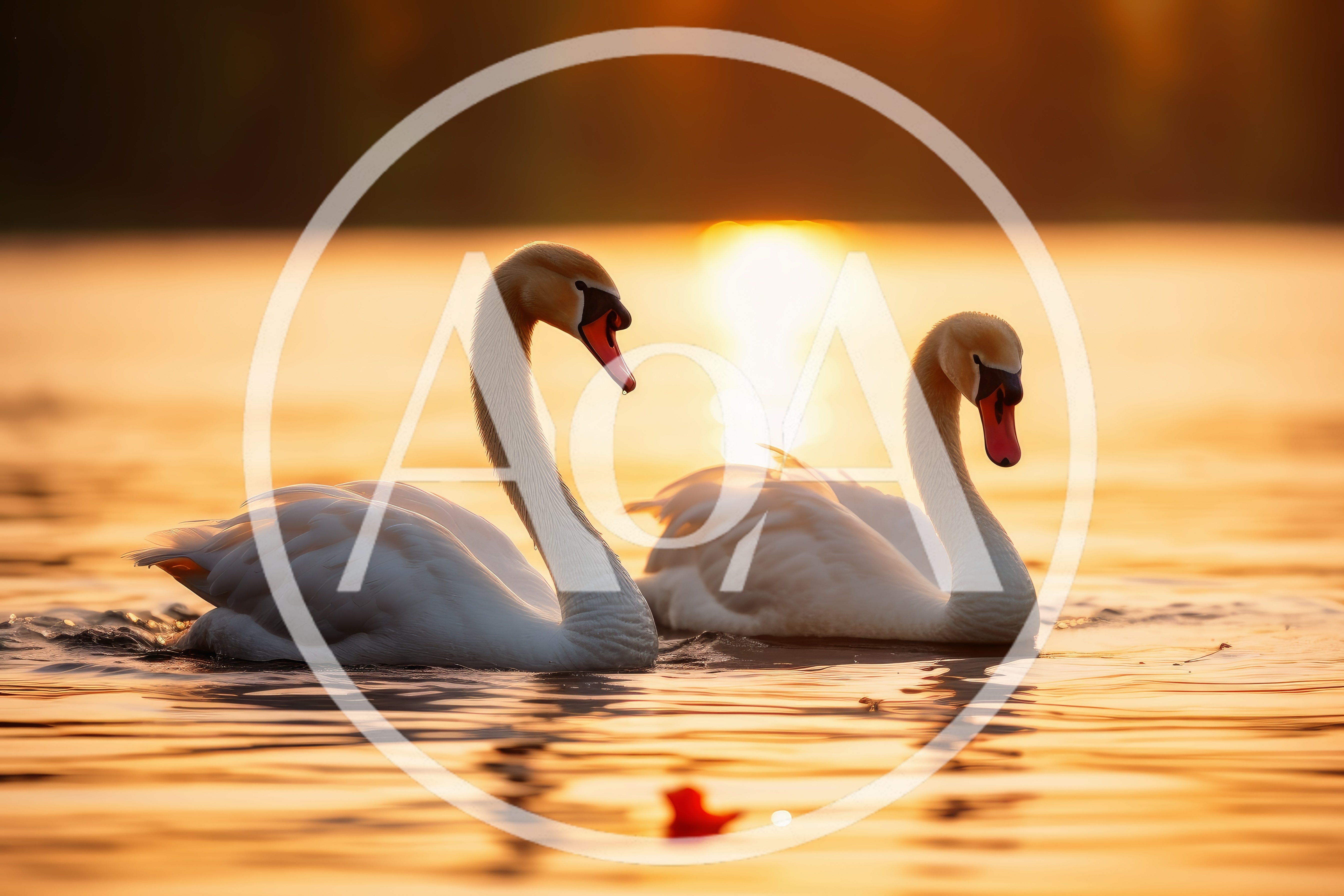 Two Elegant Mute Swans Swimming At Sunset