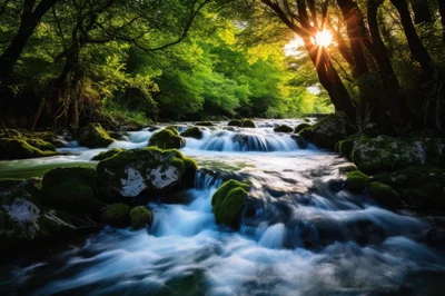 Sunlight Filtering Through Trees Over A Mossy River