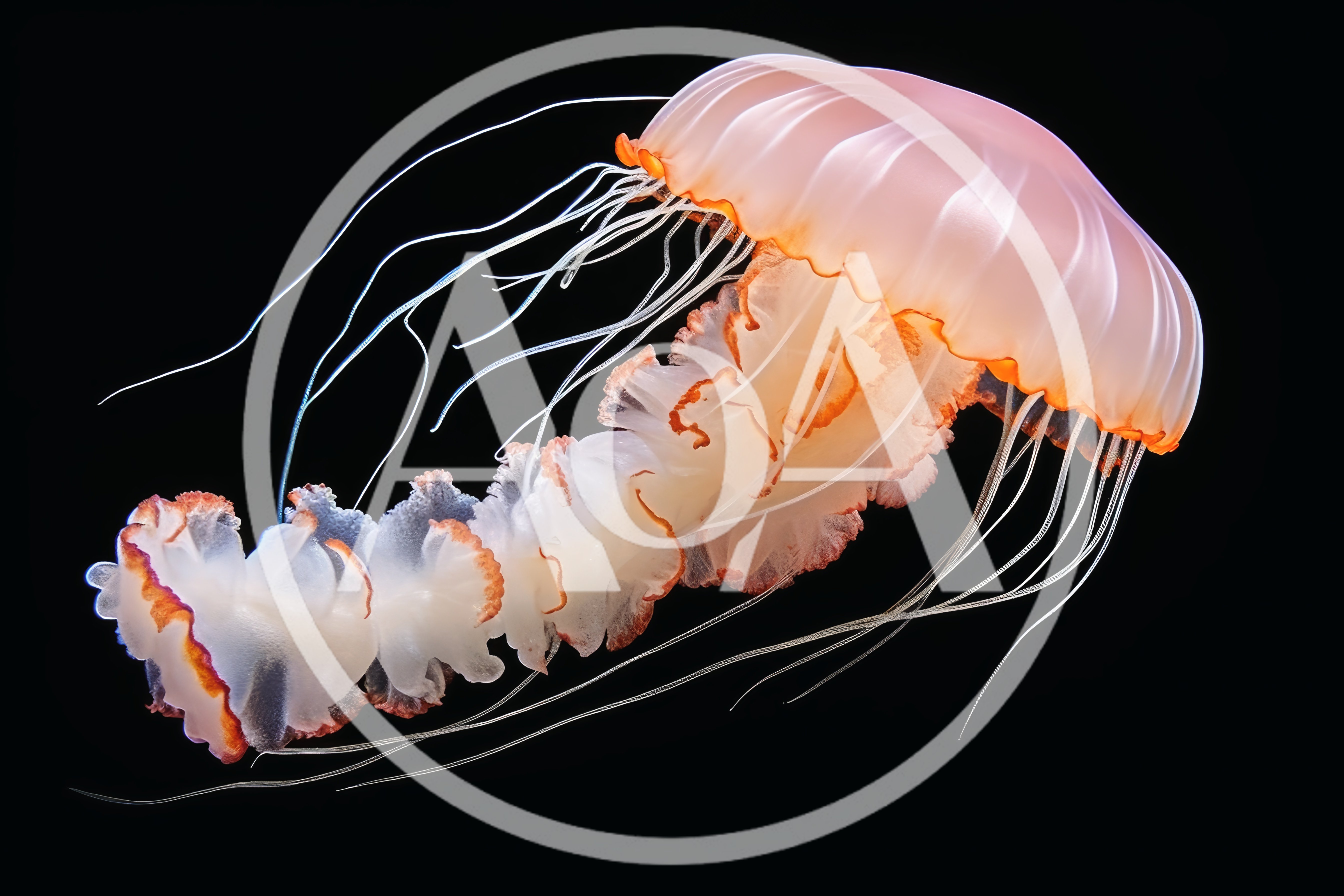 Glowing Japanese Sea Nettle Jellyfish Floating In Dark Water