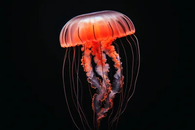 Glowing Orange Jellyfish Floating In Deep Black Water