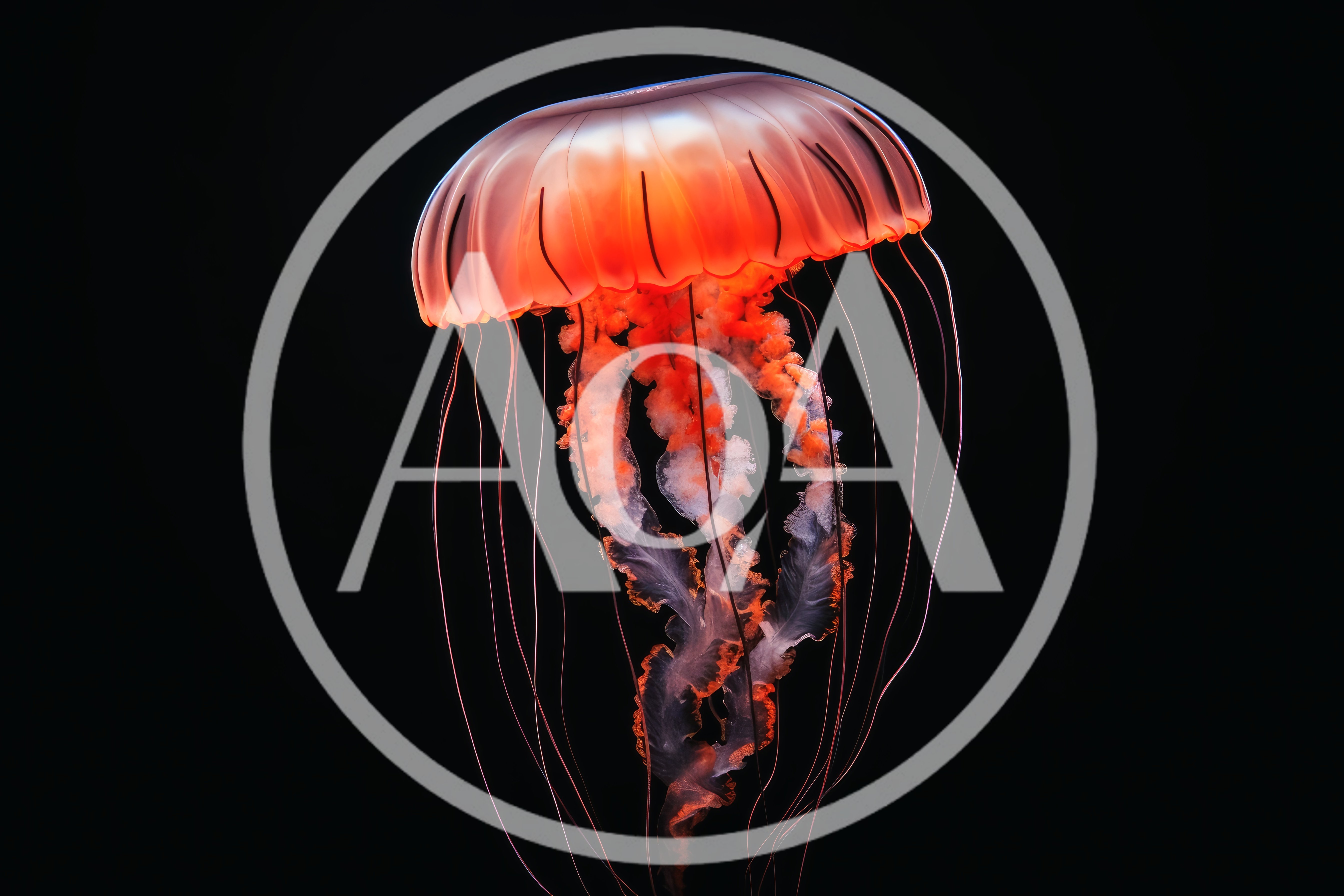 Glowing Orange Jellyfish Floating In Deep Black Water