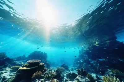 Underwater View Of A Vibrant Coral Reef Ecosystem