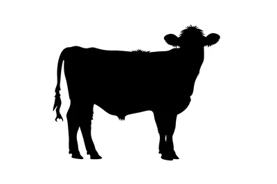 Black Silhouette Of A Standing Cow