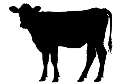 Black Silhouette Of A Standing Cow