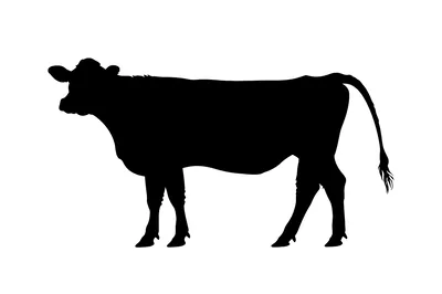 Black Silhouette Of A Cow Standing On White Background