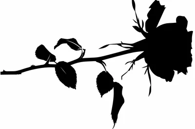Black Silhouette Of A Single Rose Stem