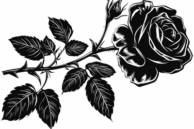 Black And White Rose Illustration