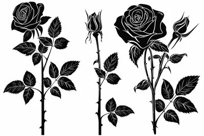 Black and White Rose Flower Silhouette Illustrations