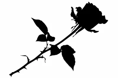 Black Silhouette Of A Single Rose Flower