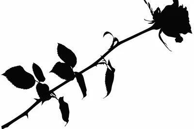 Black Silhouette Of A Single Rose Stem