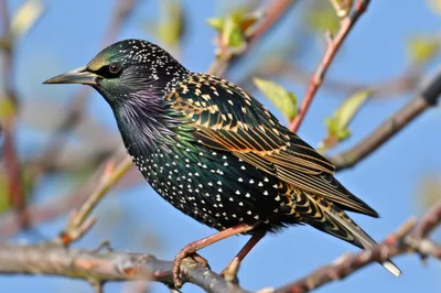 European Starling Perched On A Tree Branch