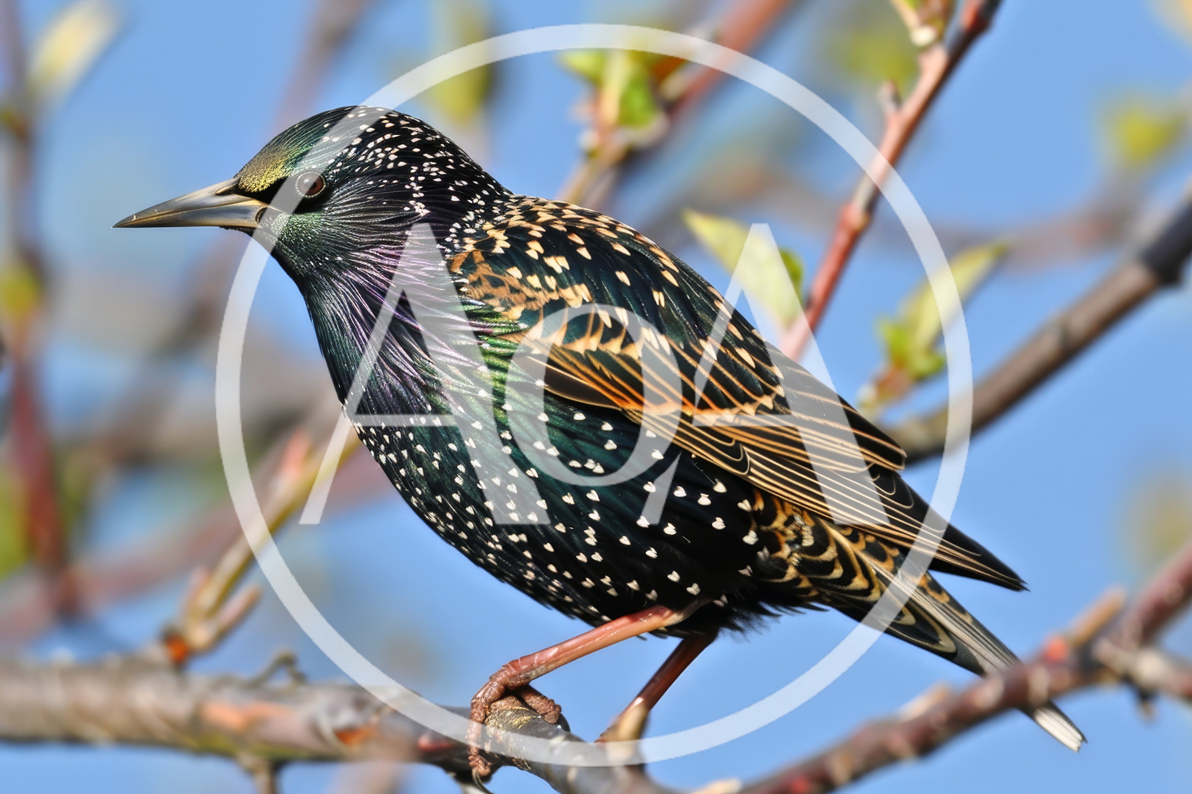 European Starling Perched On A Tree Branch