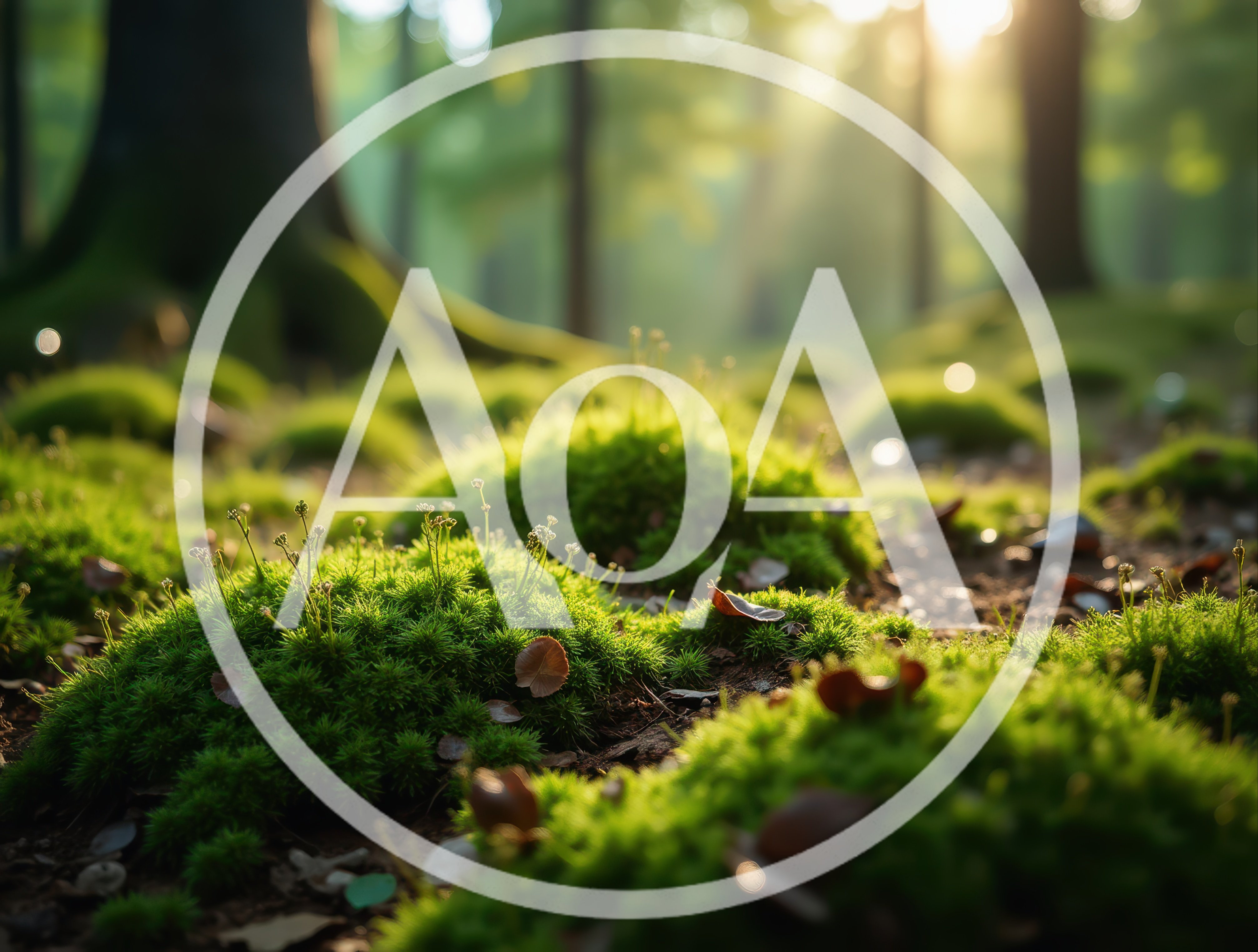 Lush Green Mossy Forest Floor With Sunlight