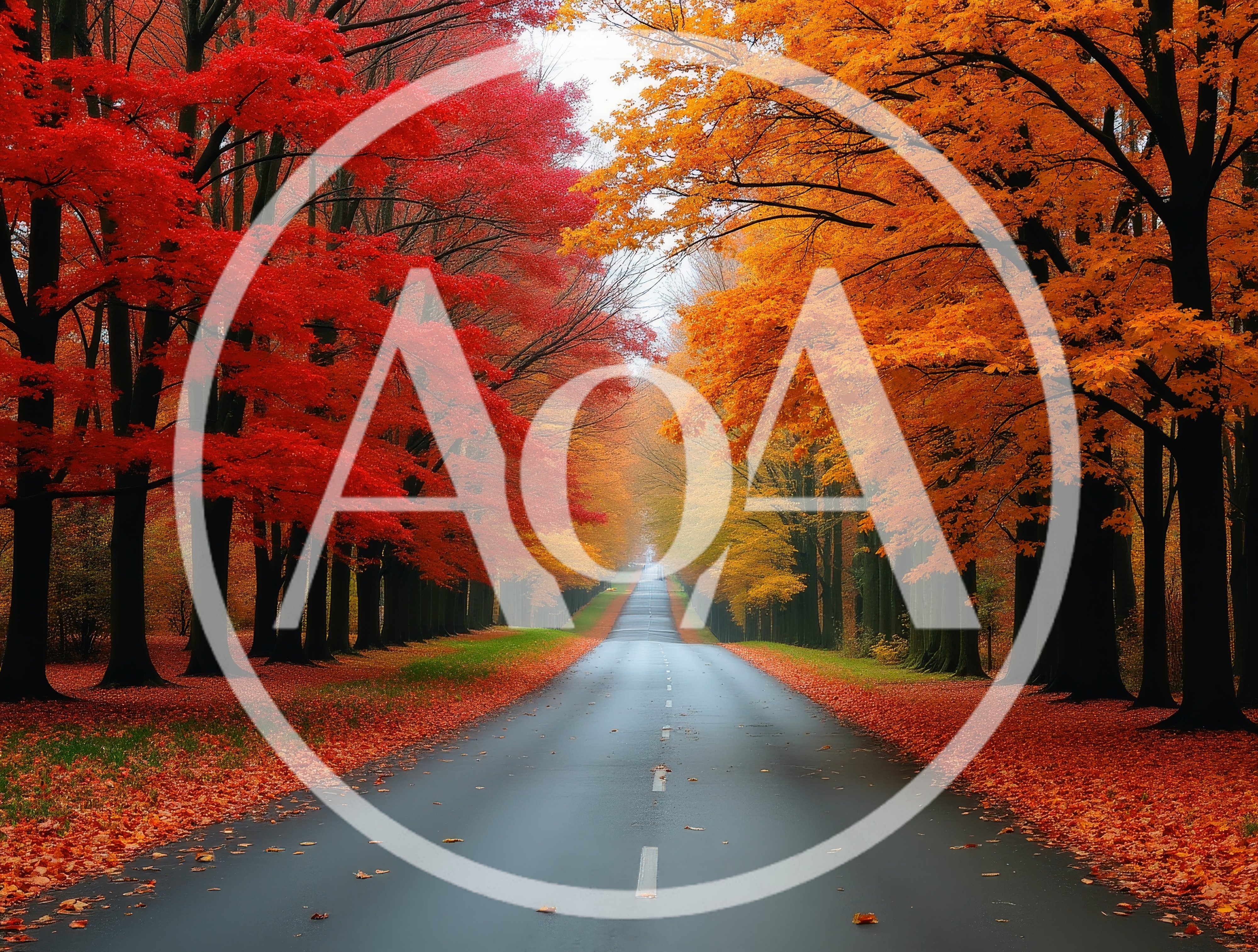 Empty Asphalt Road Through Vibrant Autumn Forest