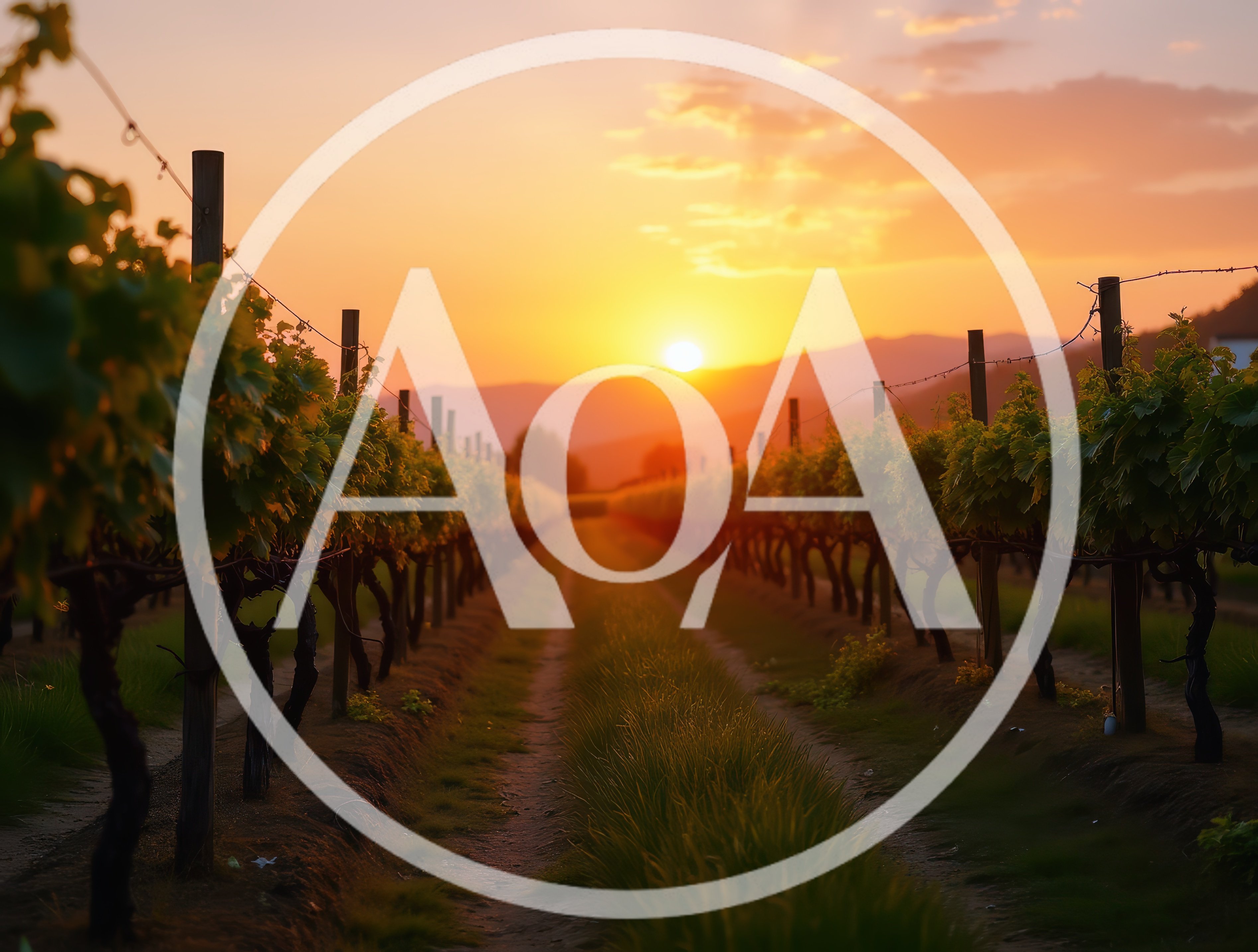 Sunset Over Rows Of Lush Vineyard Vines